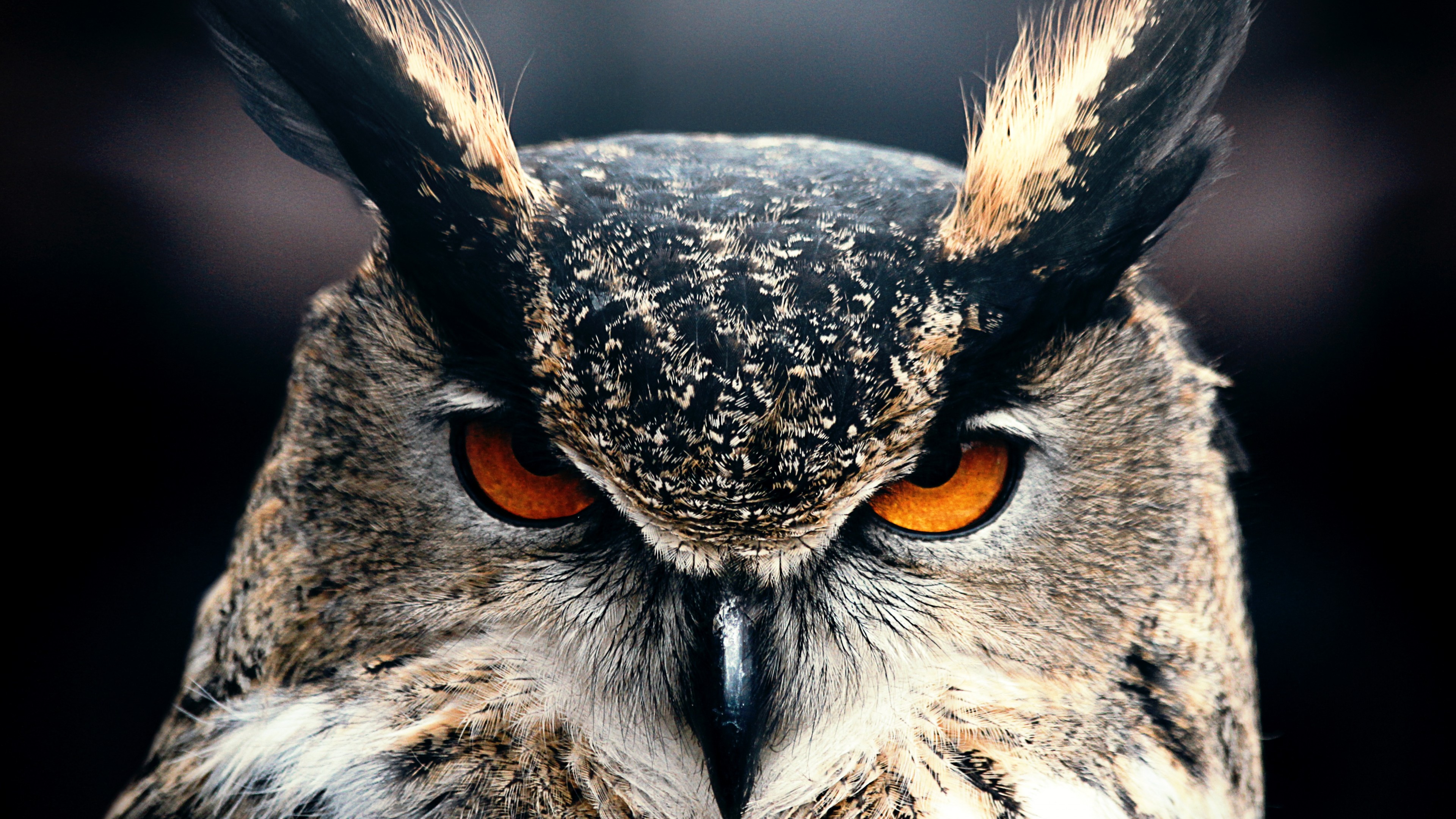 眼神非常凶猛的猫头鹰