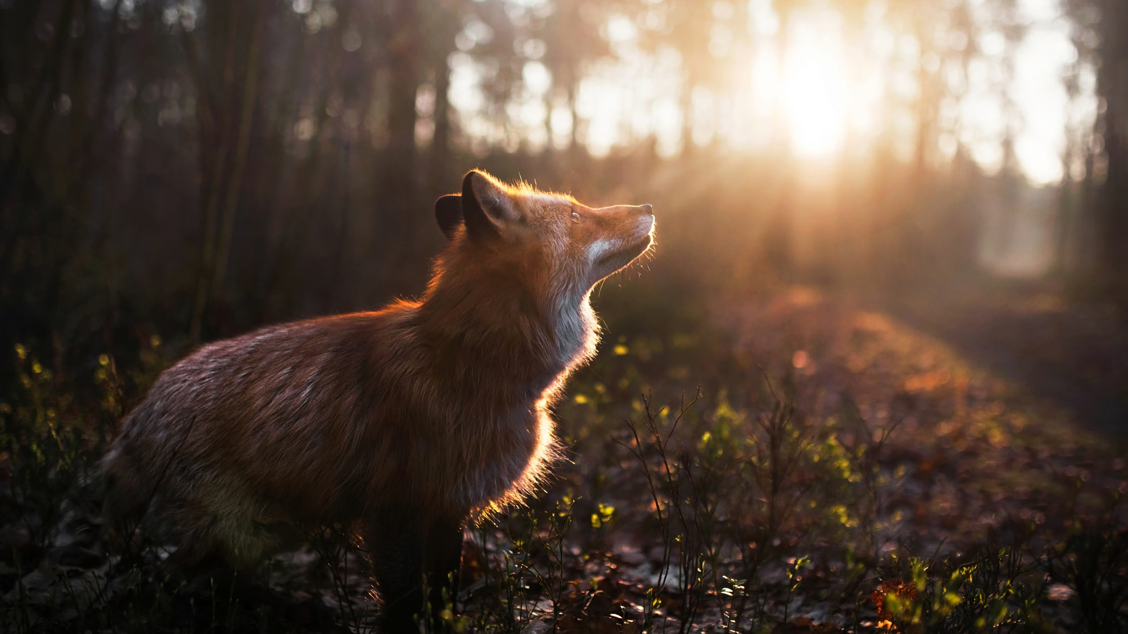 野外树林里一只狐狸