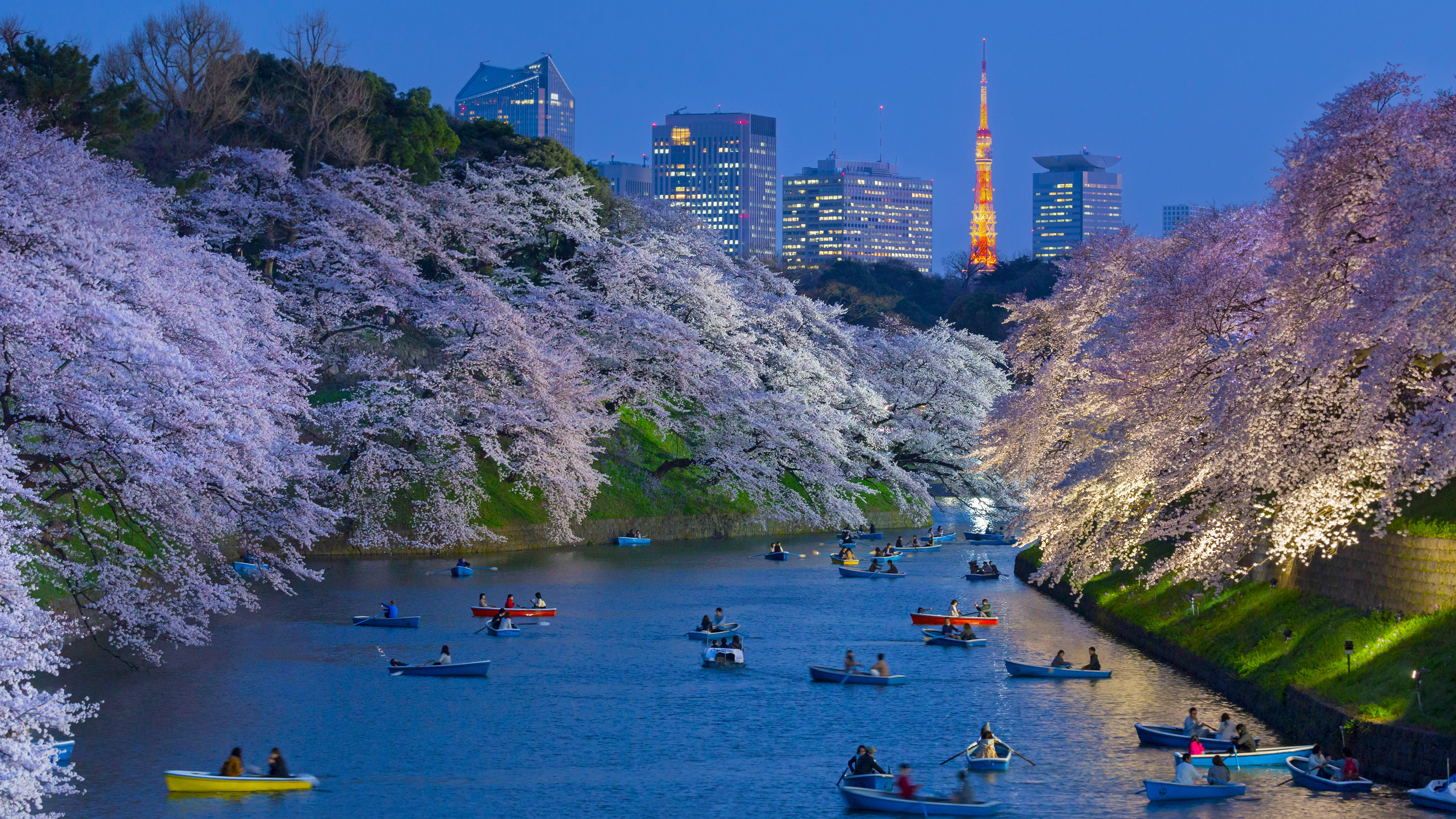 日本京东美丽的樱花