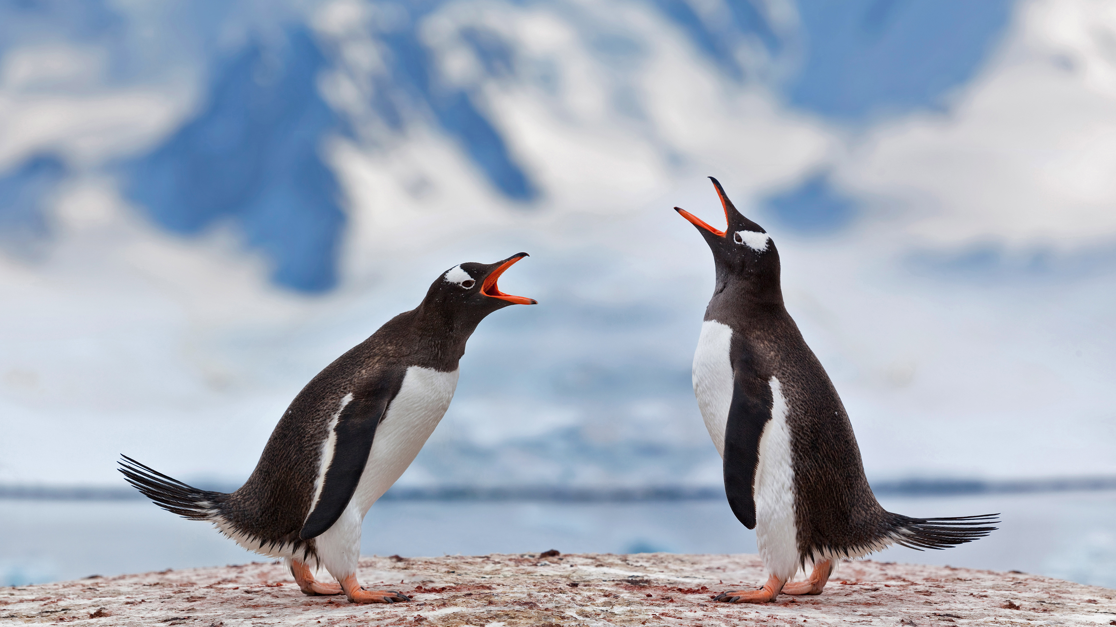 装备打架的两只巴布亚企鹅