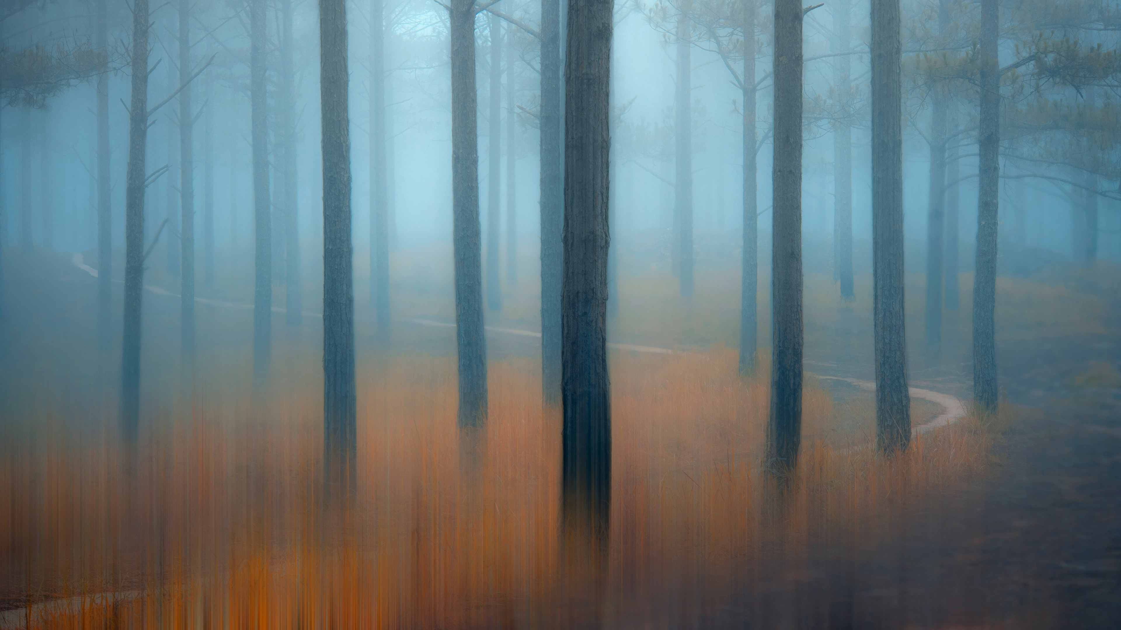 薄雾笼罩的松树林