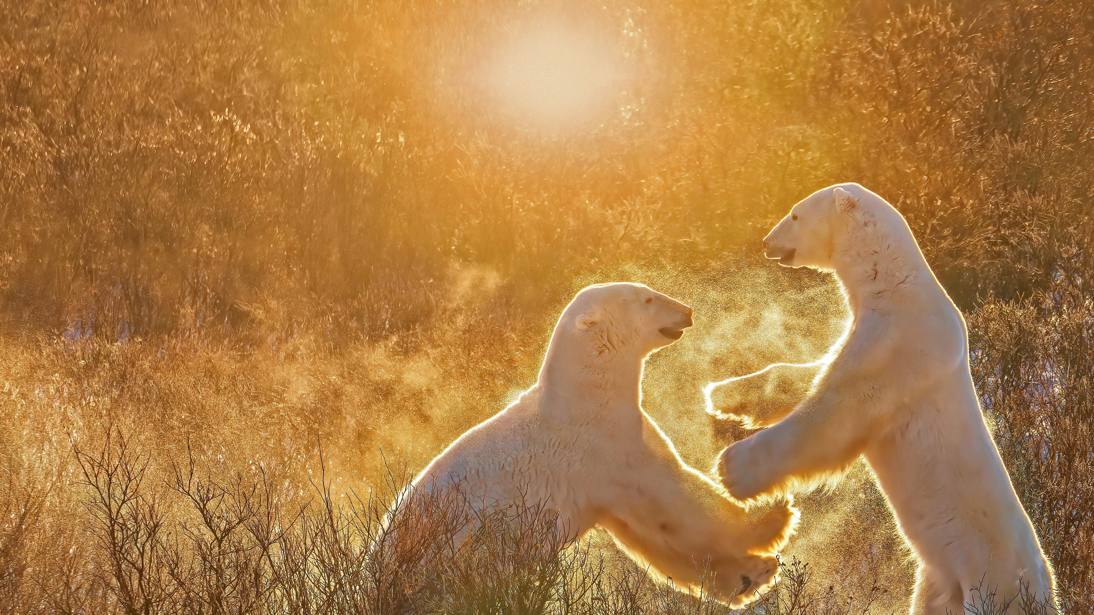 两只玩耍的北极熊
