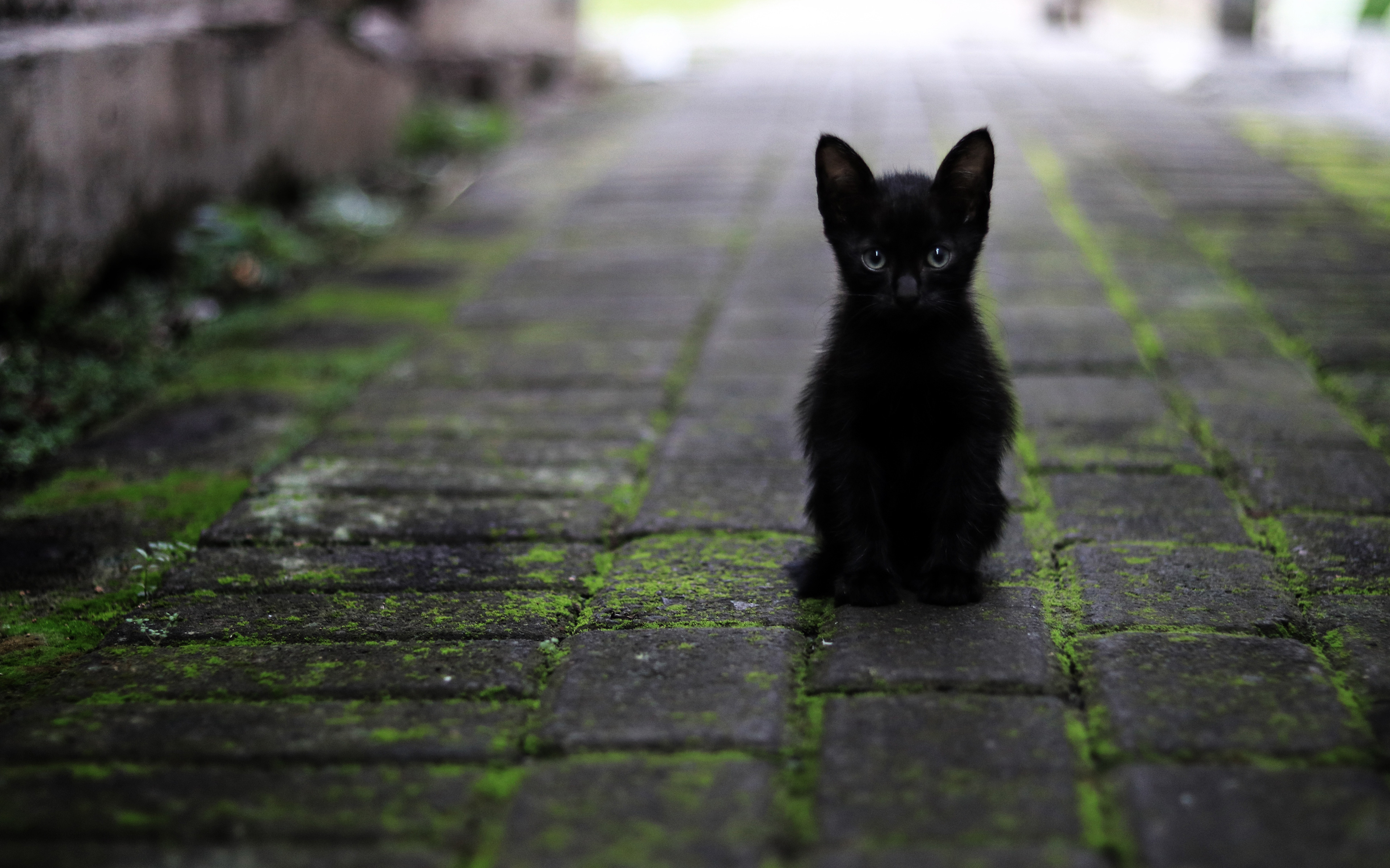 一只神秘的黑色猫咪