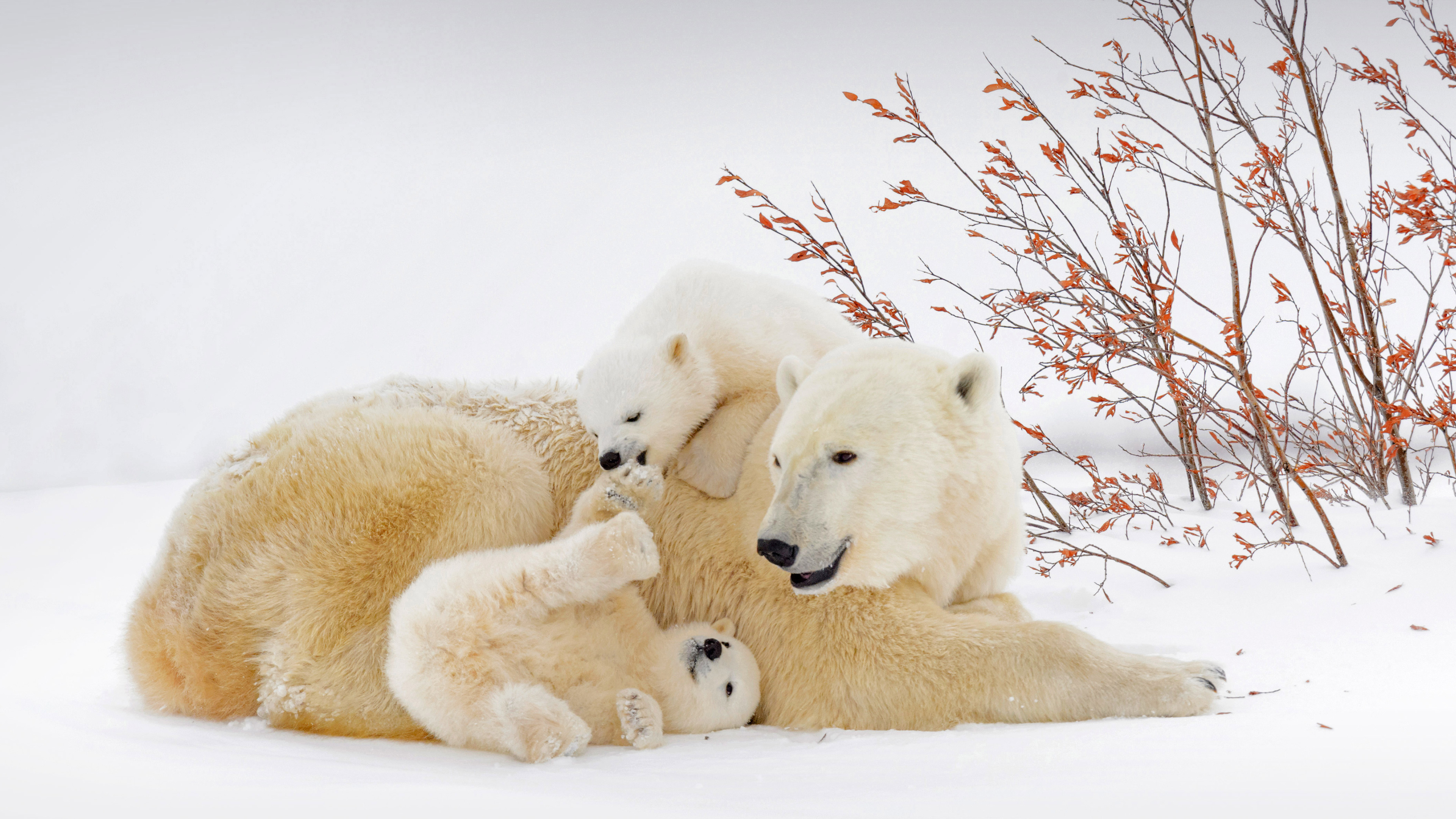 加拿大北极熊宝宝们