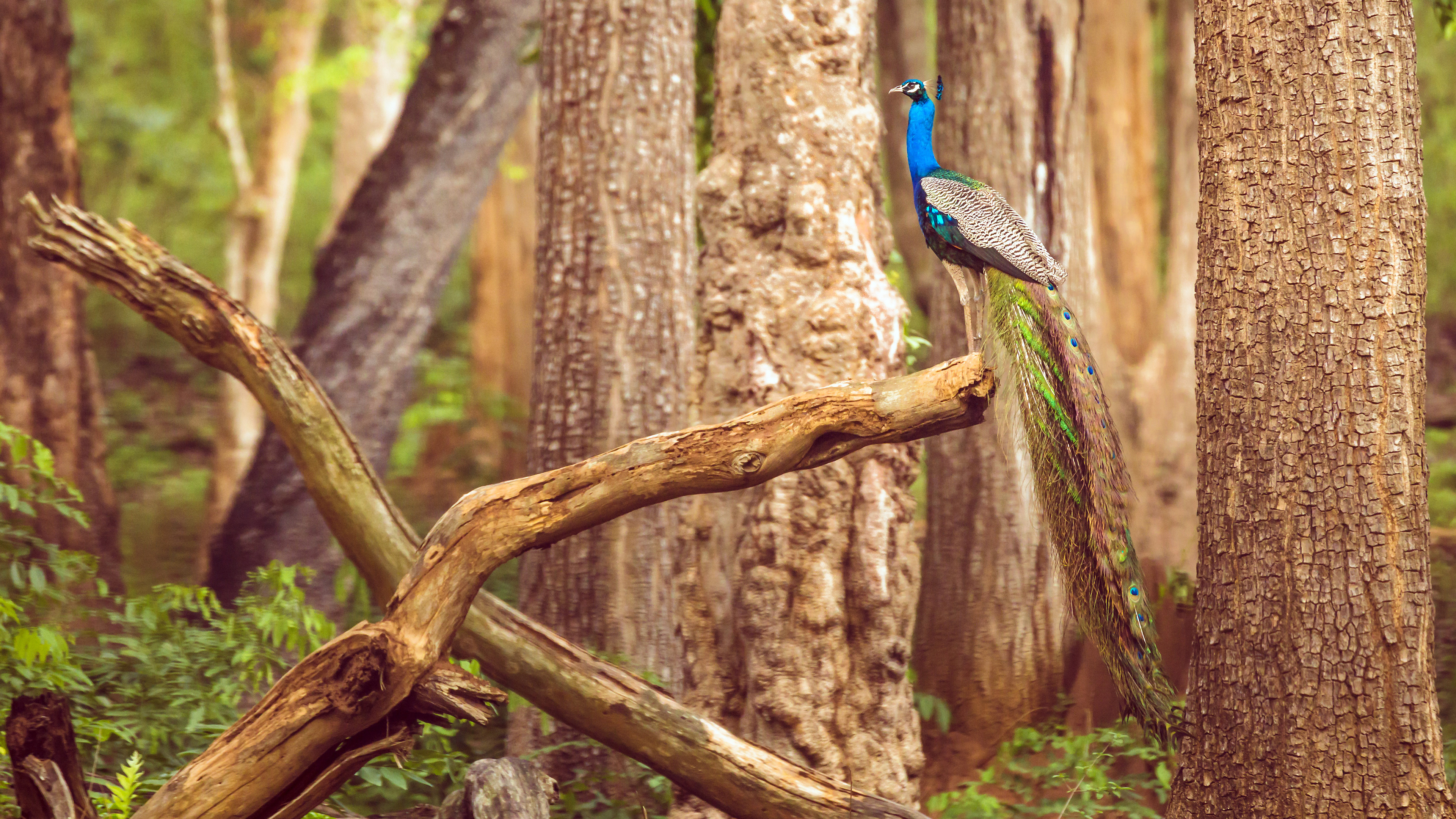 纳加尔霍雷国家公园的孔雀