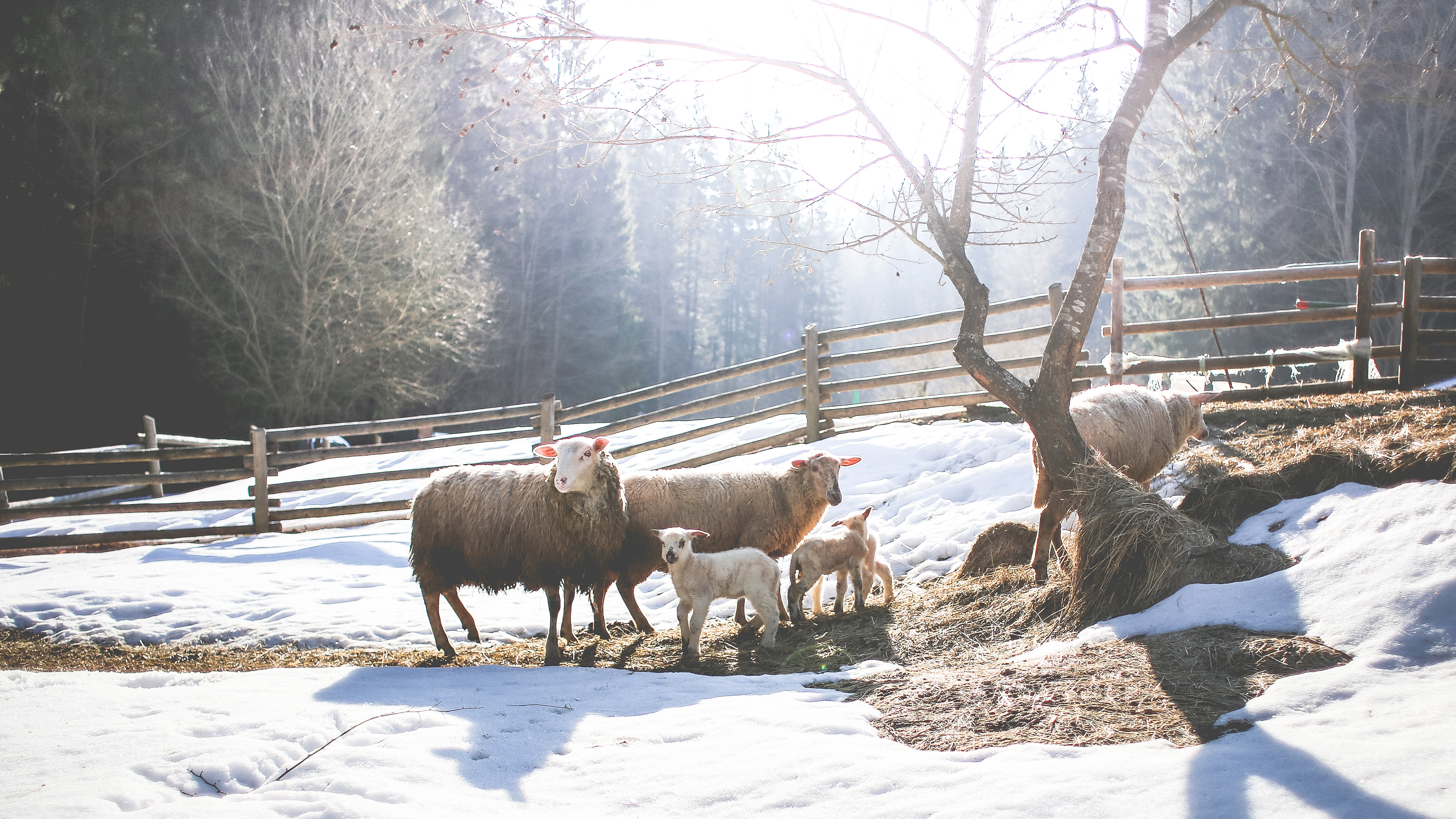 冬日在雪地里觅食的绵羊