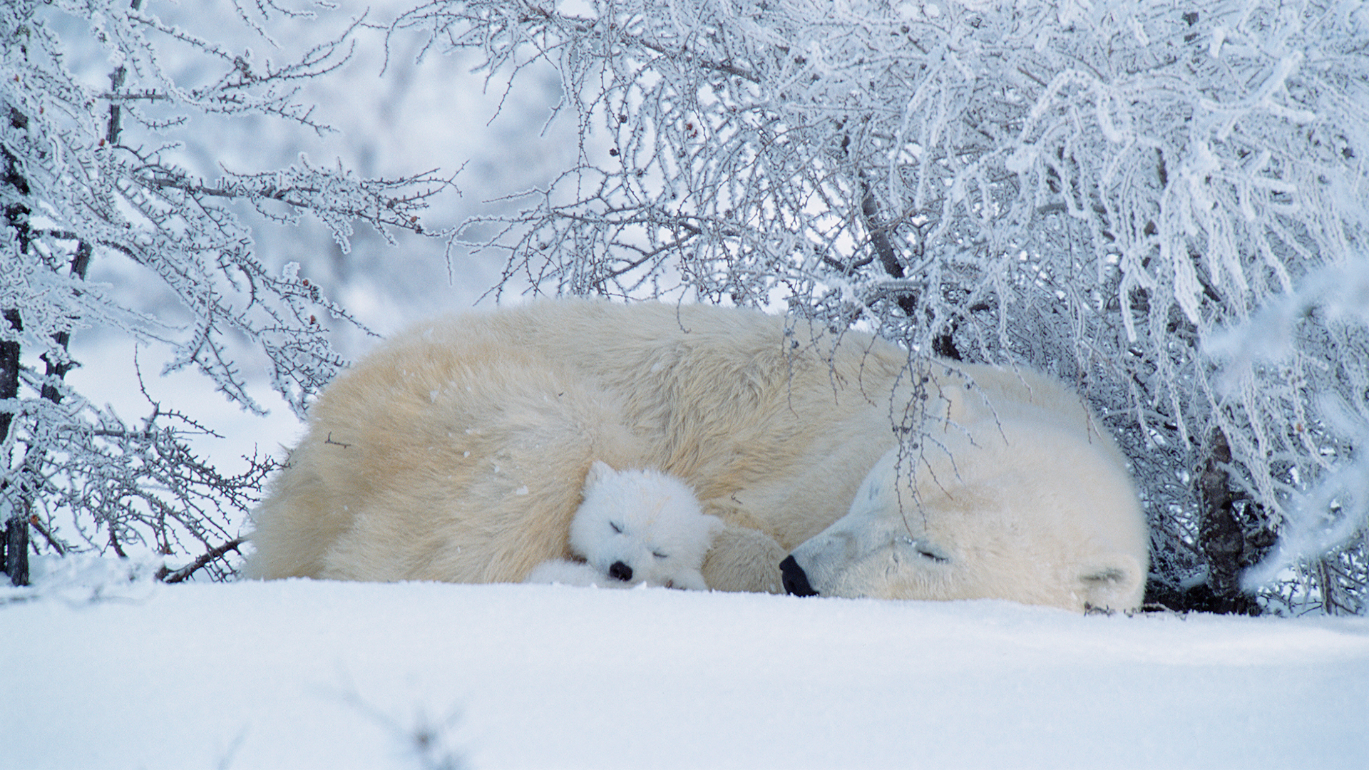 两只北极熊在加拿大睡觉
