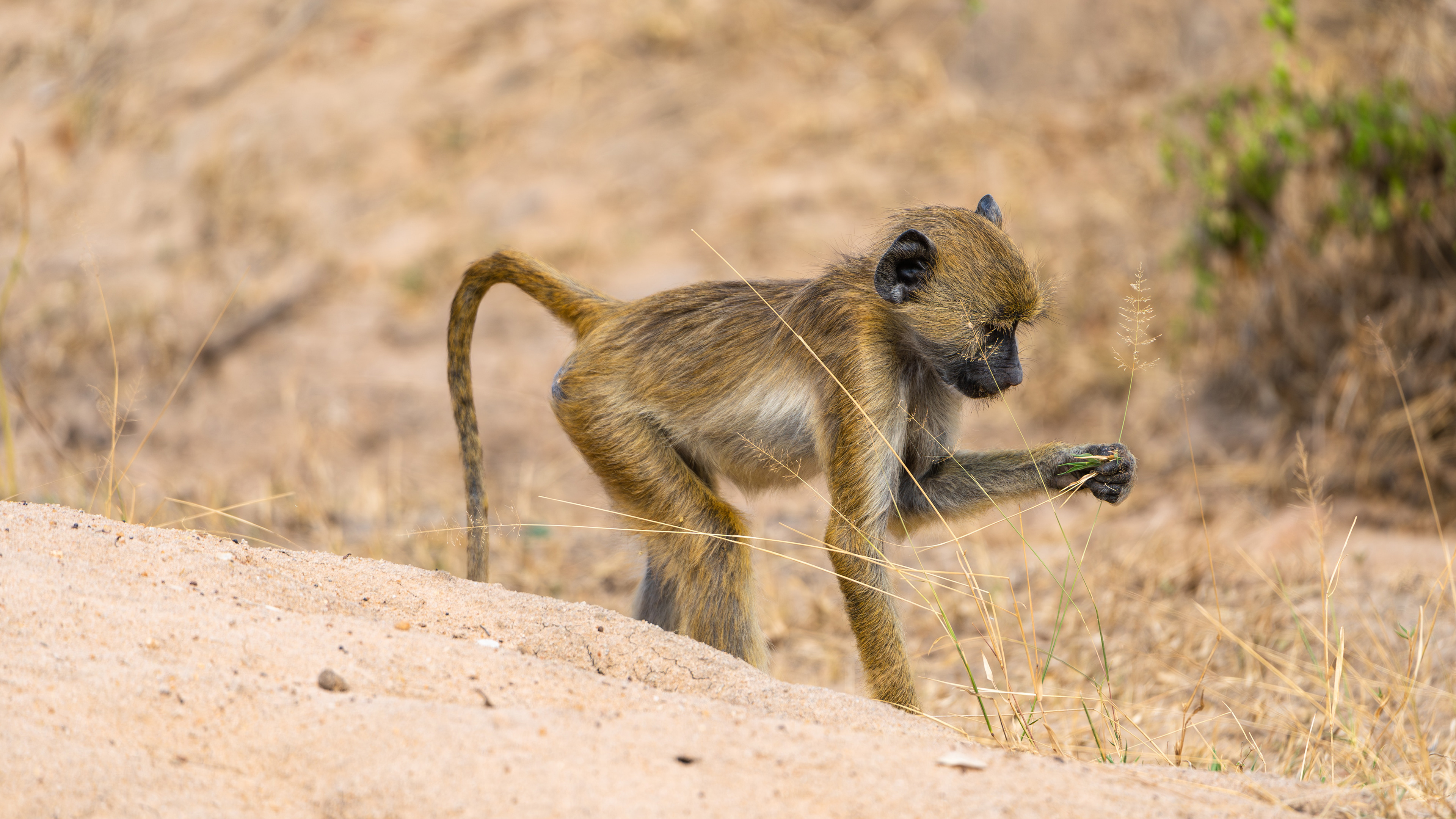 尼雷尔国家公园里一只小狒狒