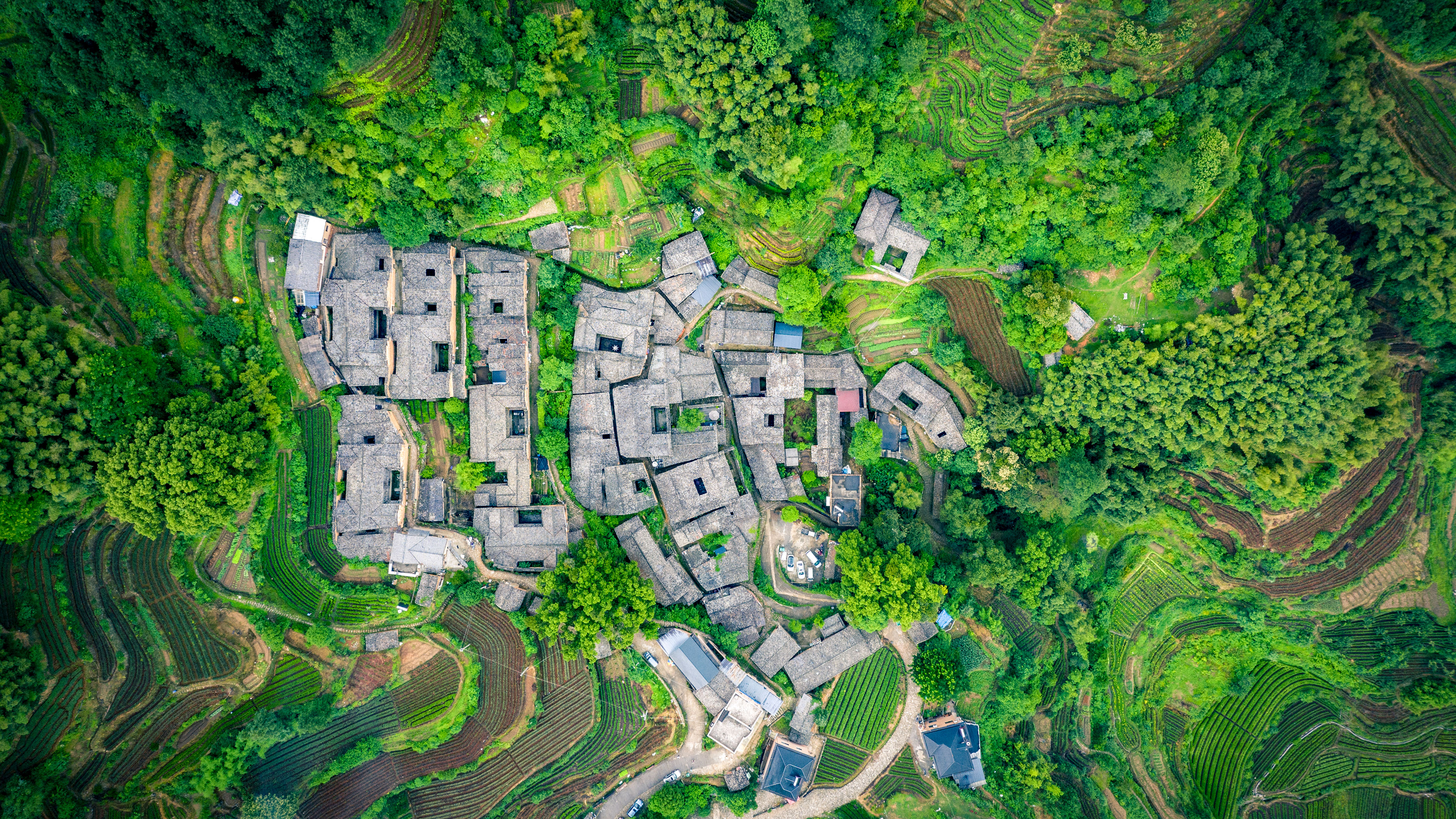 松阳县杨家塘村茶园