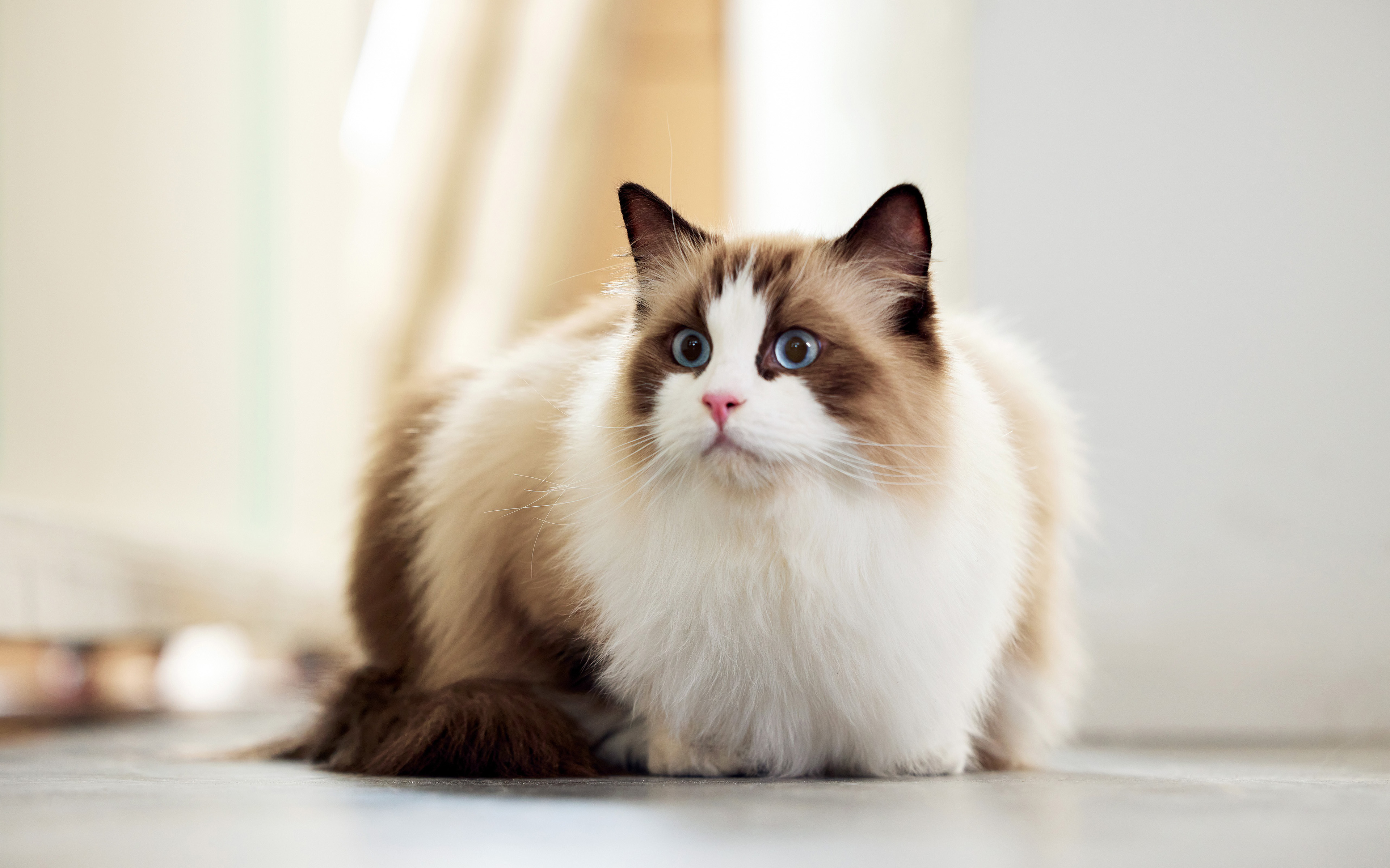 温顺且特别黏人的布偶猫
