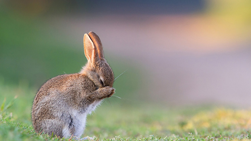 一只小野兔正在洗脸