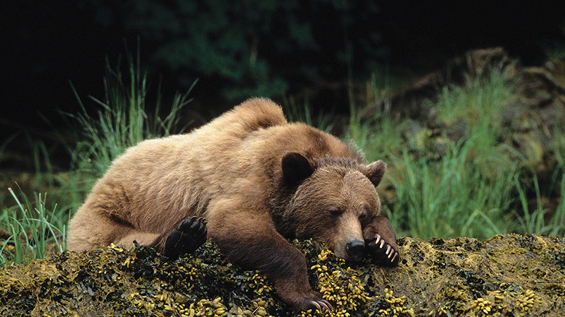 正在找食物的棕熊