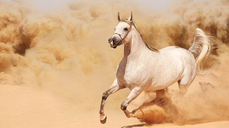 黄沙中奔跑的骏马