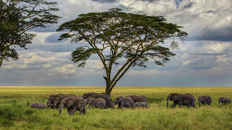 大草原上一个大象家庭