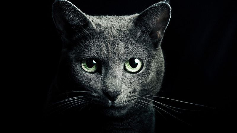 自带神秘气息的黑猫