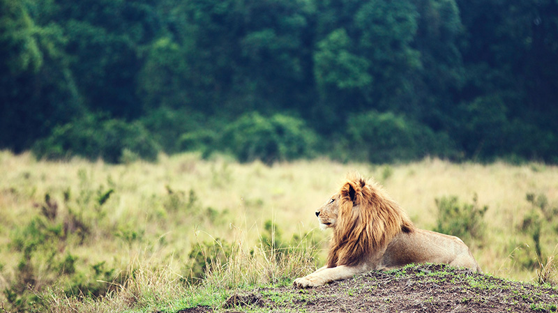 正在休息的大狮子