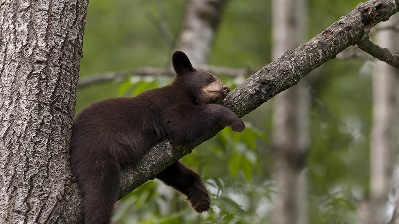趴在树丫上睡觉的棕熊