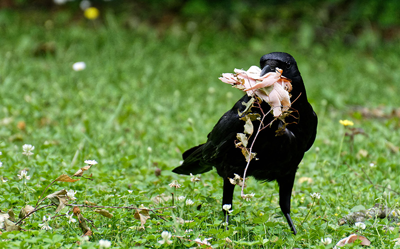 公园里正在觅食的乌鸦