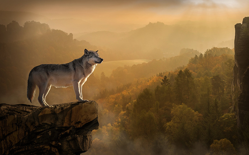 站在石头上的野狼