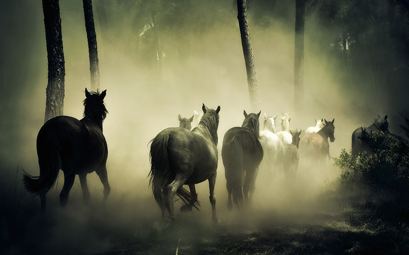树林中奔跑的马群