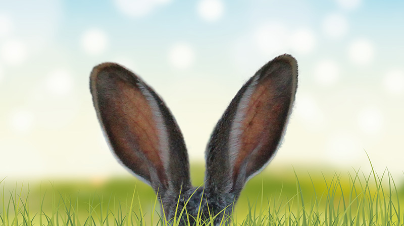 草丛里的大耳朵兔子