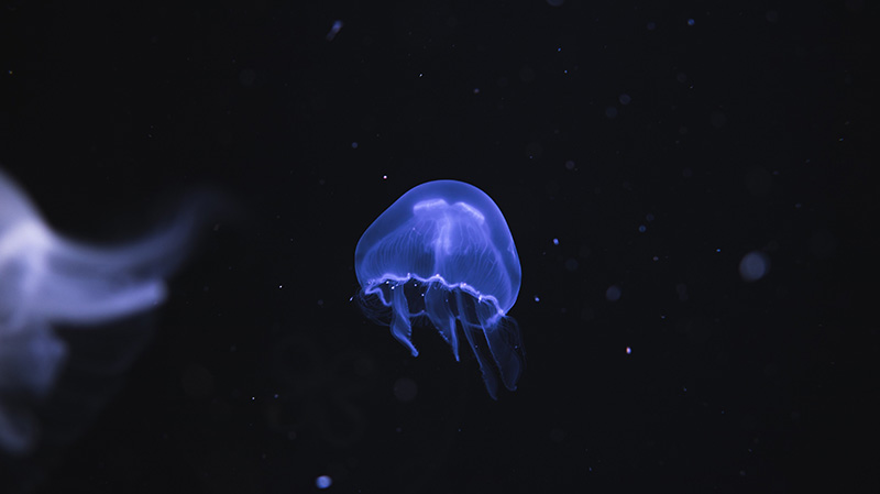 深海里的蓝色水母