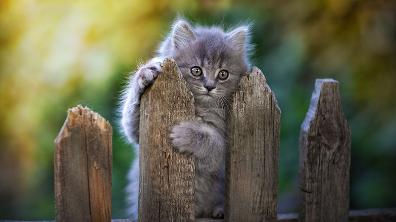 围栏上的小猫咪