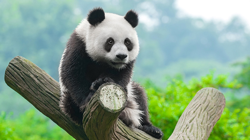 国宝熊猫坐在树杈上