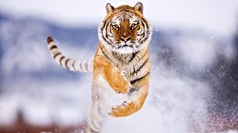 正在奔跑的老虎