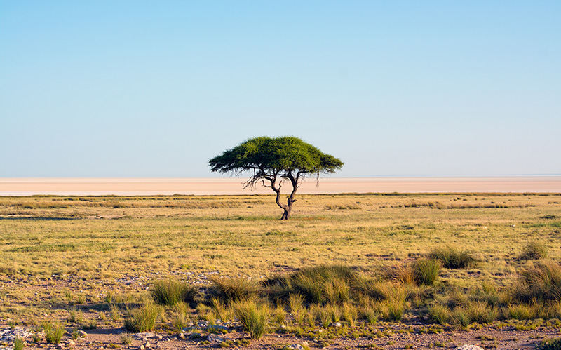 纳米比亚埃托沙国家公园