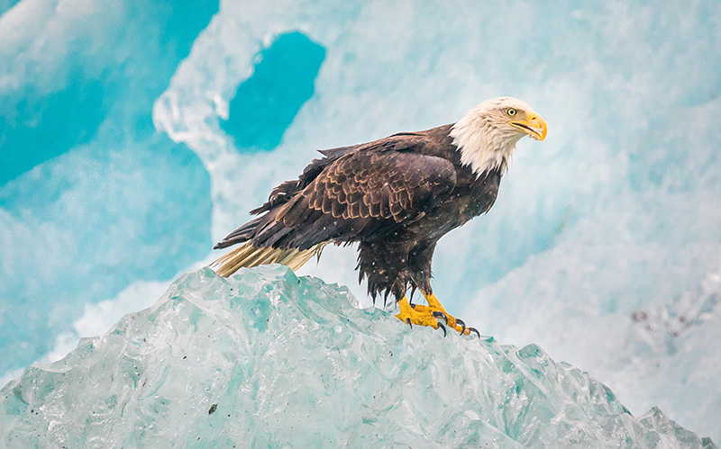 冰川国家公园的鹰