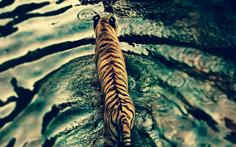 正在水中漫步的老虎