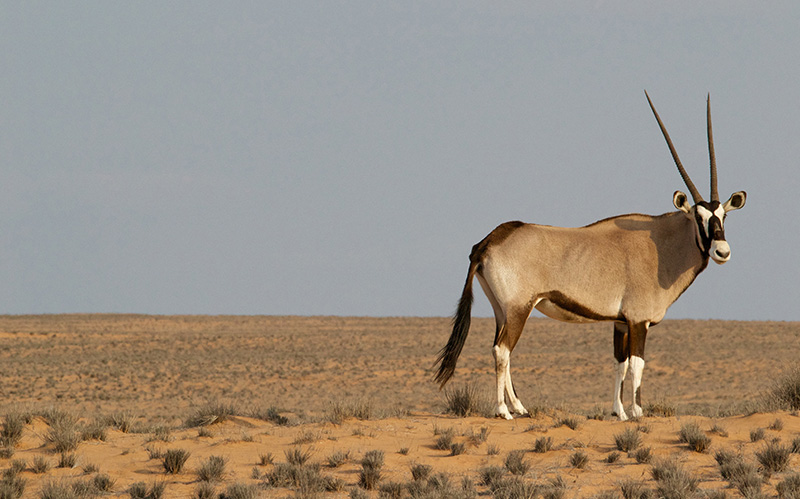 荒漠上的藏羚羊