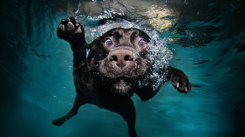 水中瓜兮兮的小黑狗