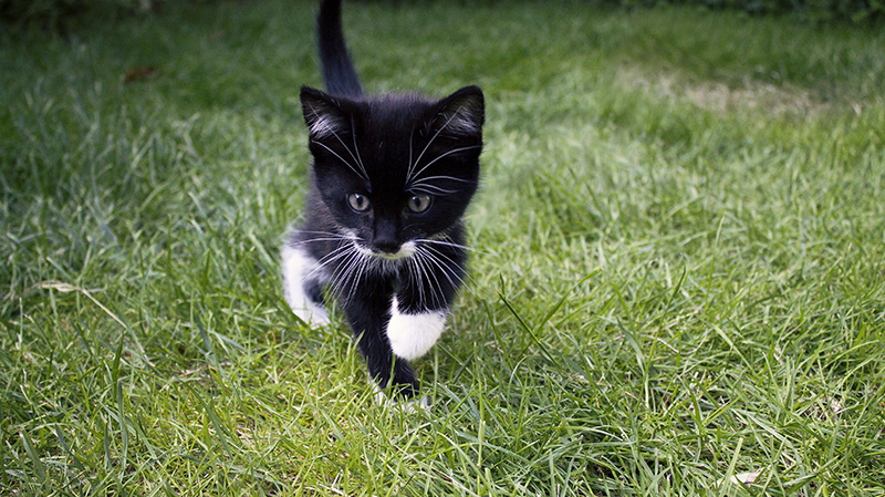 草丛里可爱的小黑猫