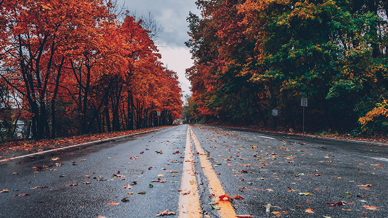 秋天落叶铺满的公路