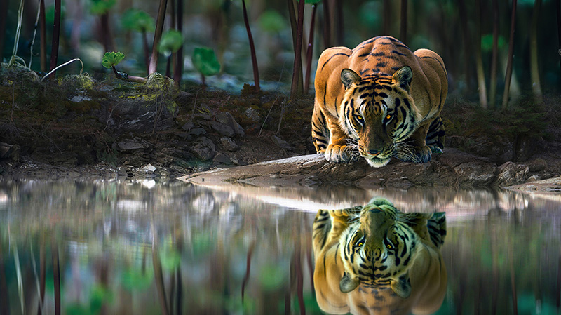 一只盯着水面的老虎