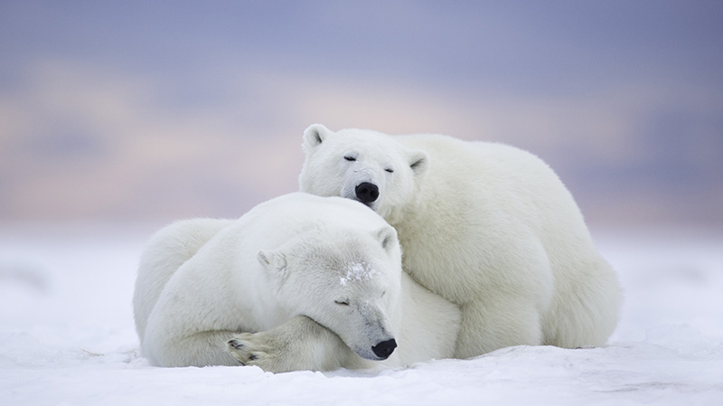 两只北极熊