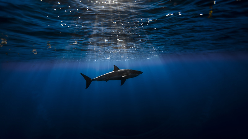 蓝色海面下游动的鲨鱼