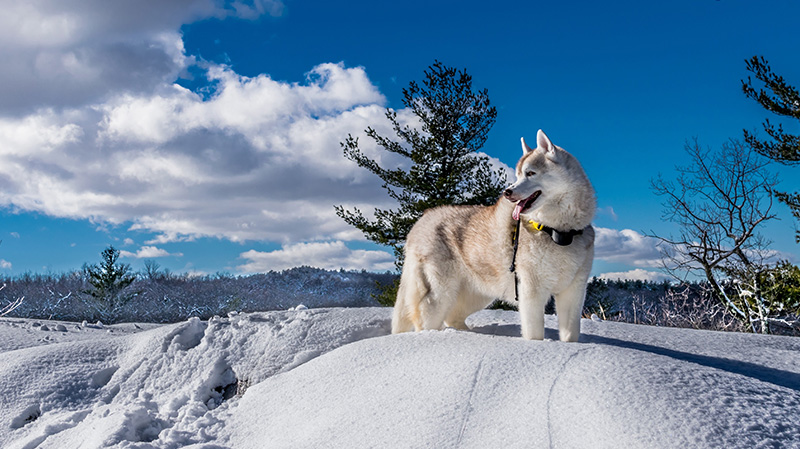 雪地里的狗不知道什么品种