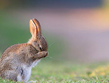 一只小野兔正在洗脸