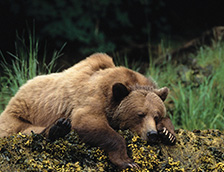 正在找食物的棕熊