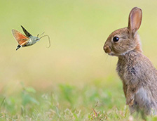 可爱的野兔子和蝴蝶