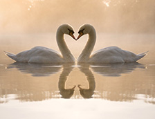 象征爱情的天鹅