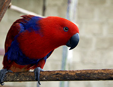 红发鹦鹉
