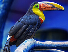 色彩斑斓的巨嘴鸟
