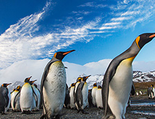 南极一群散步的企鹅