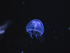 深海里的蓝色水母