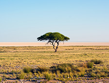 纳米比亚埃托沙国家公园