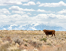 美国西部平原上的牛